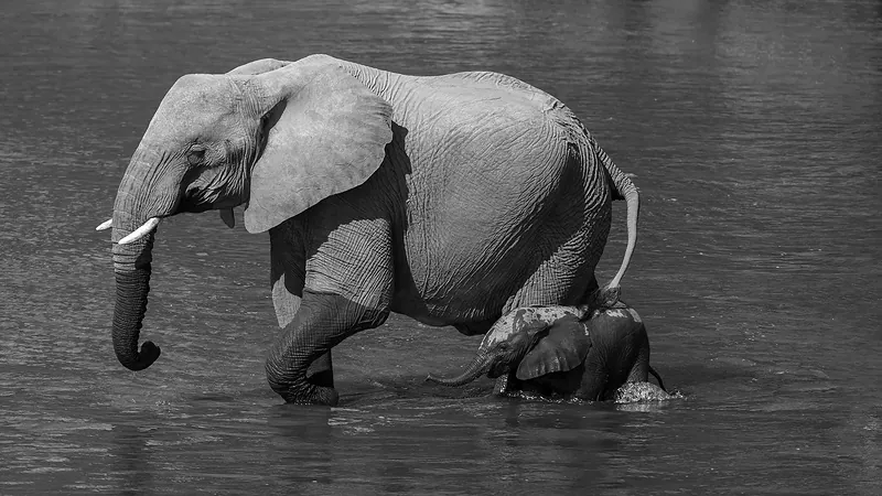 Elephant