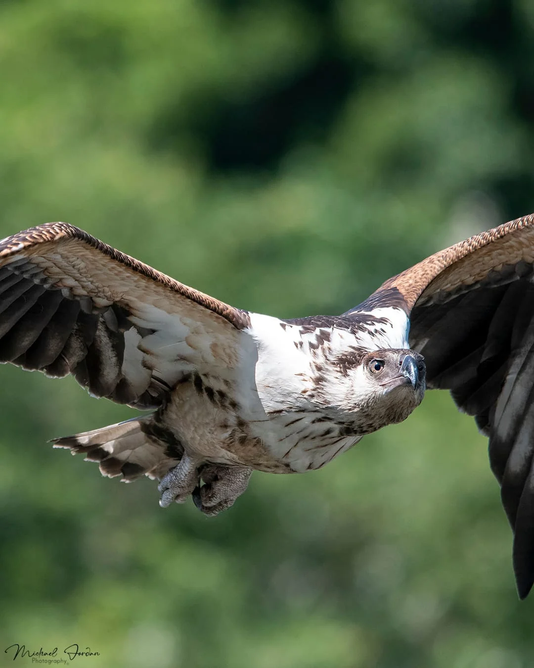African fish eagle