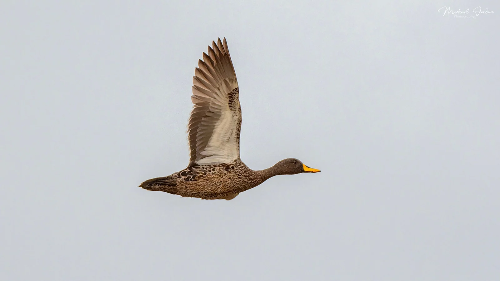 Yellow-billed duck