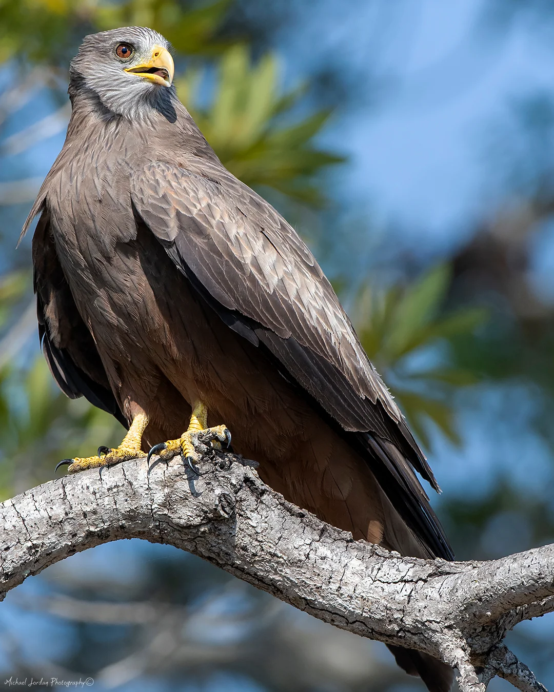 Yellow-billed kite, Kruger National Park