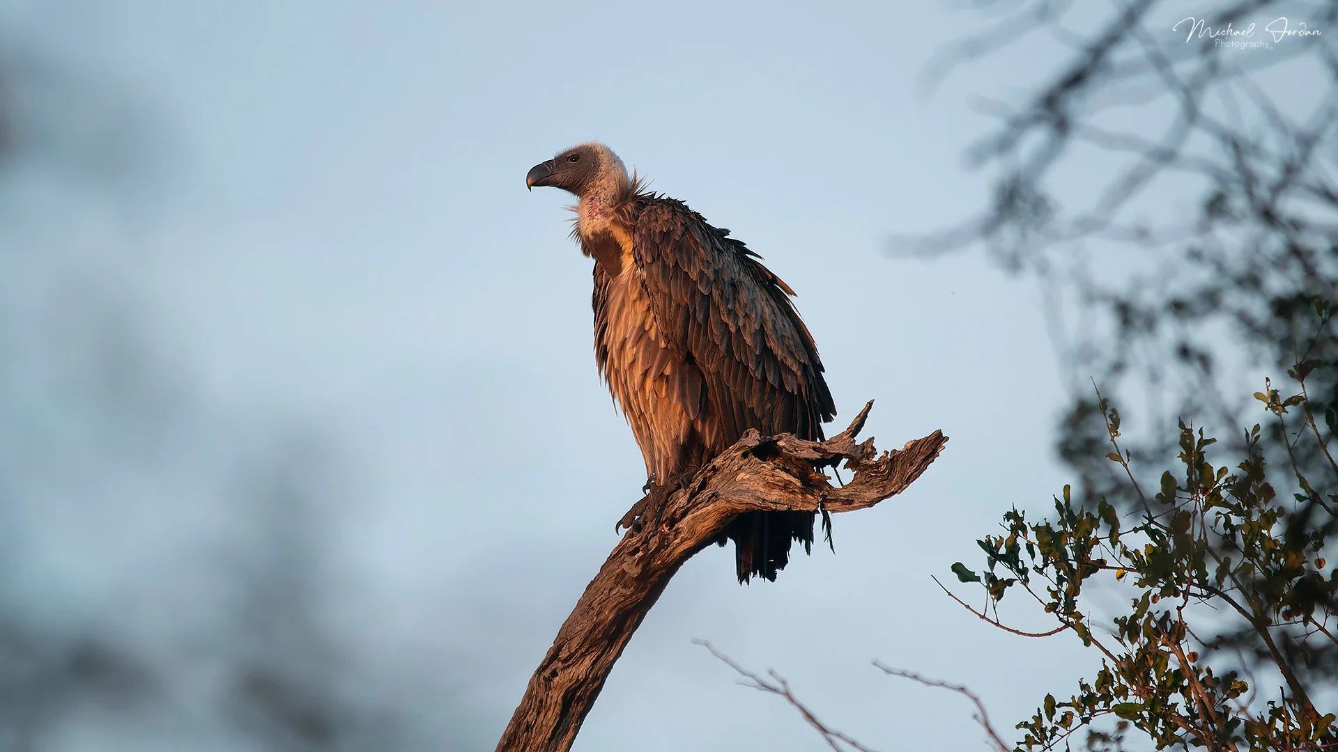 White-backed vulture