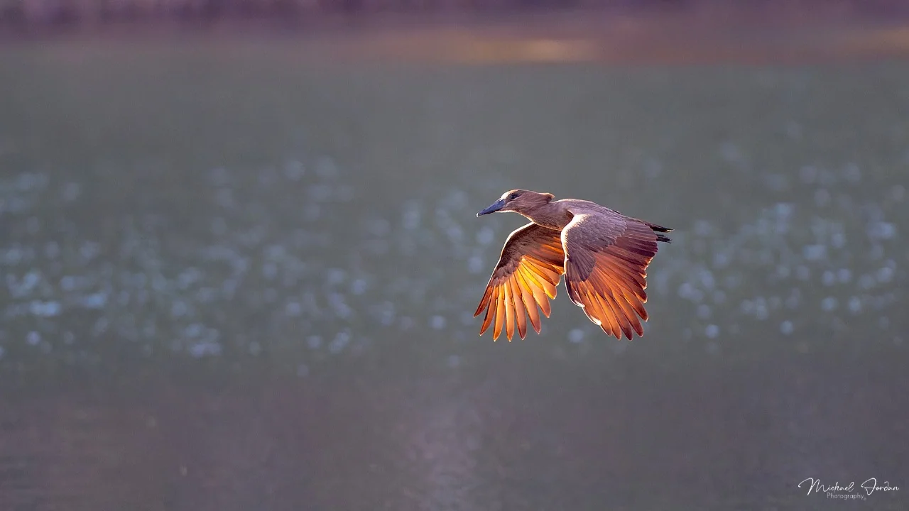 Hamerkop, Nottingham Road