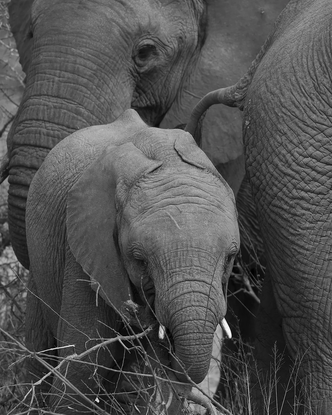 African Elephant