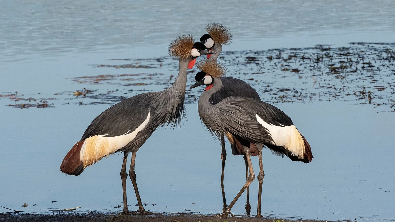 Grey crowned crane, Umbogavango Nature Reserve