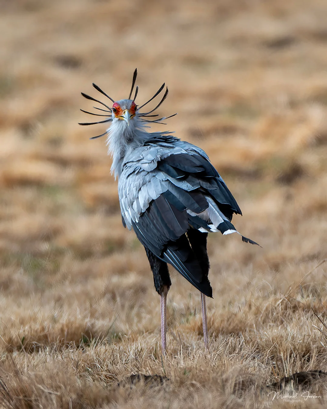 Secretary Bird