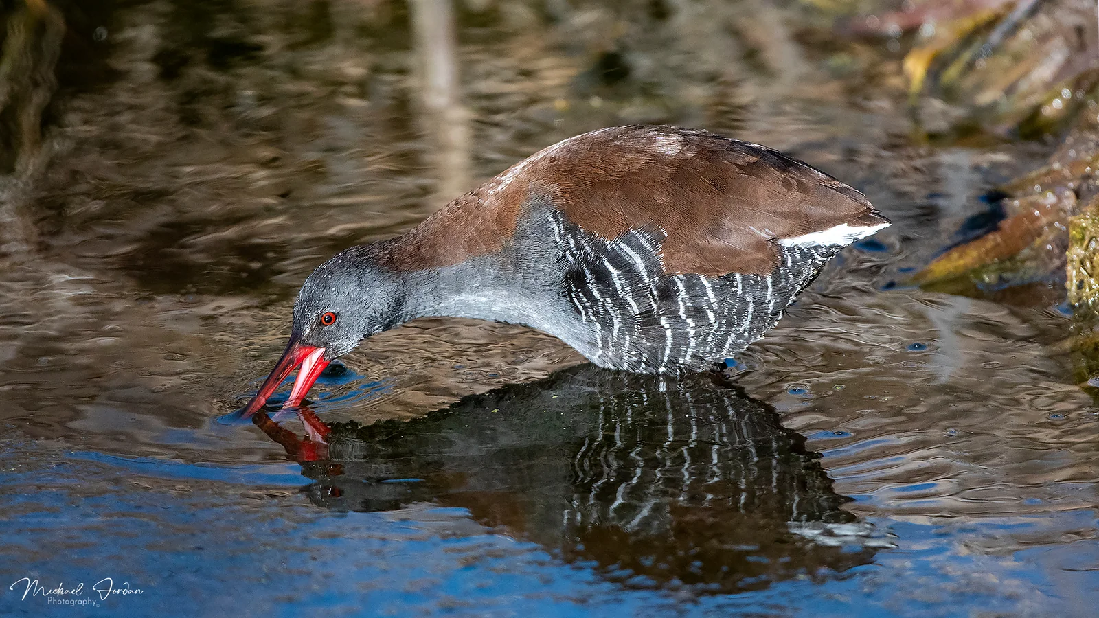 African rail, Marrivale Bird Sanctuary