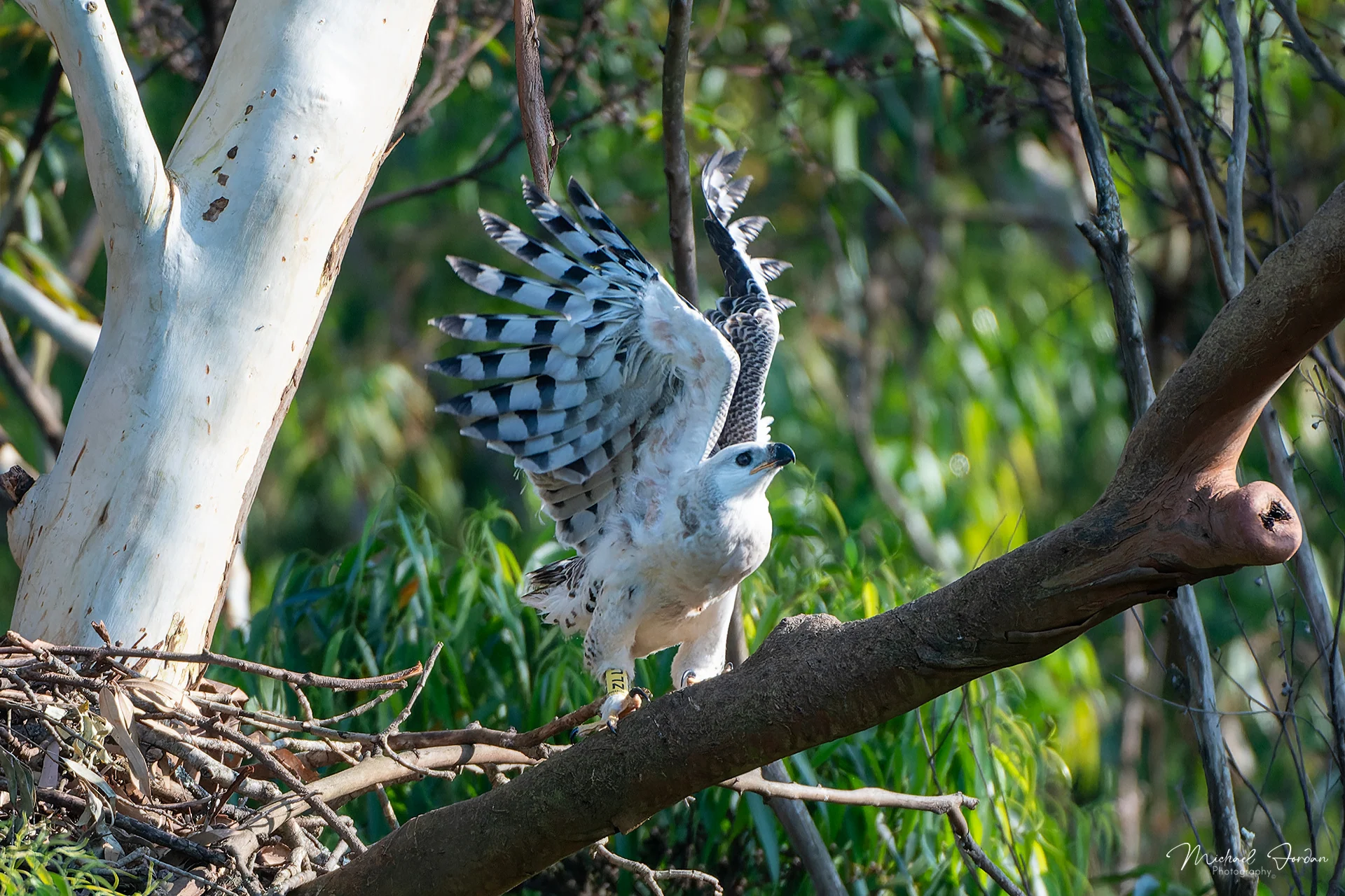 Crowned eagle