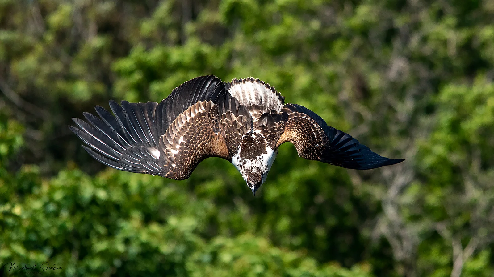 African fish eagle, Umbogavango Nature Reserve