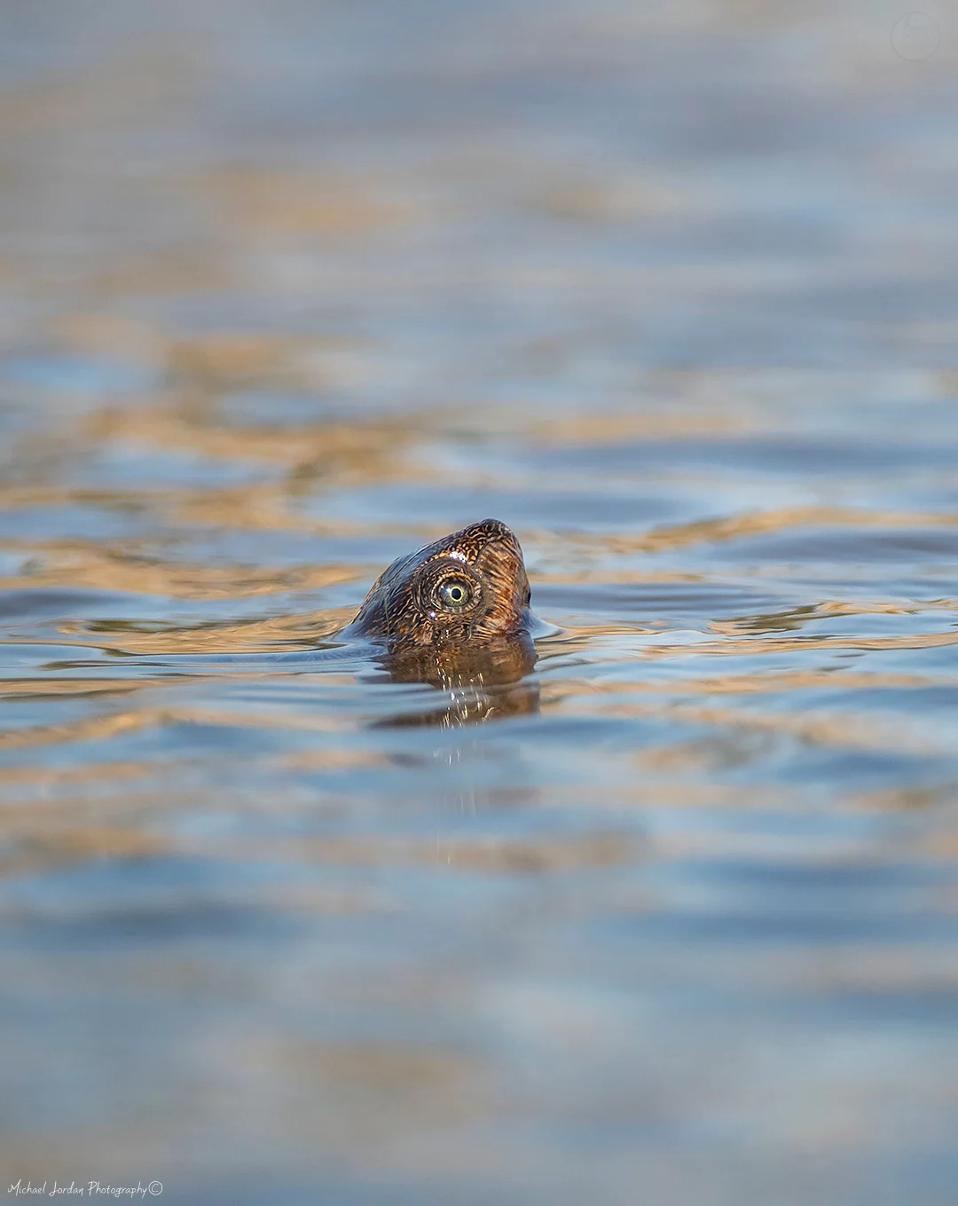 Serrated Hinged Terrapin