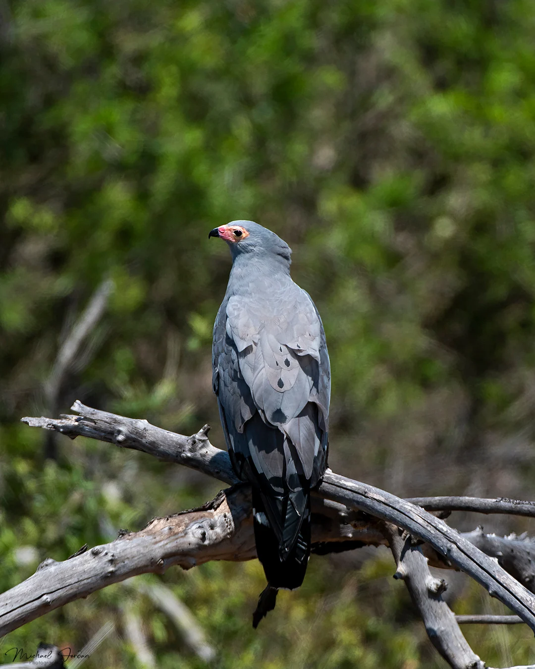African harrier-hawk