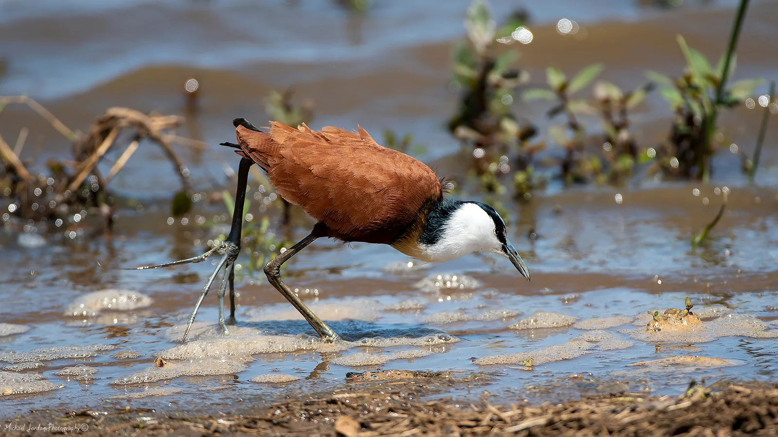 African Jacana, Kruger National Park