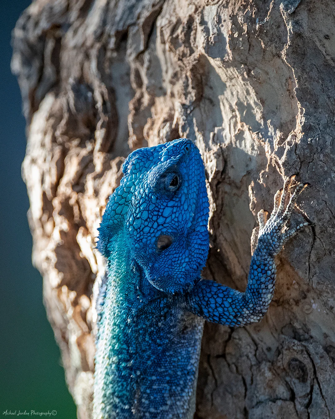 Southern Tree Agama, Kruger National Park