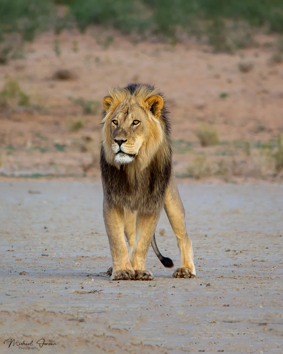 African Lion
