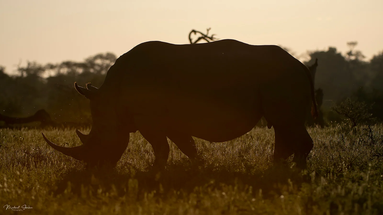 White rhinoceros