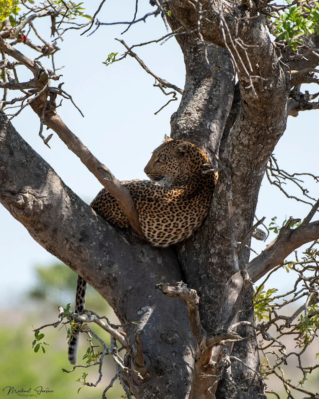 Leopard, Kruger National Park