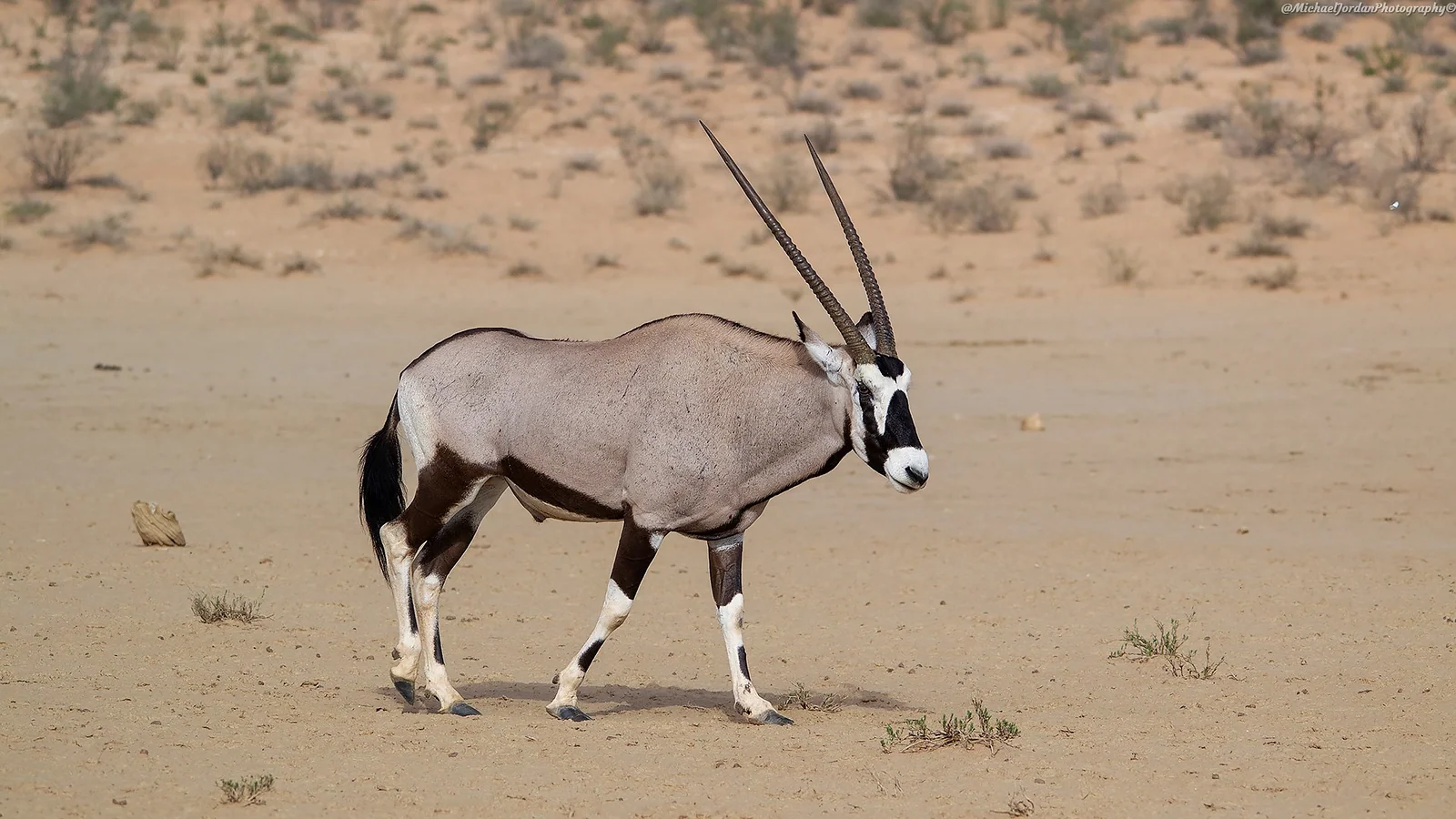 Gemsbok, Kgalagadi Transfrontier Park