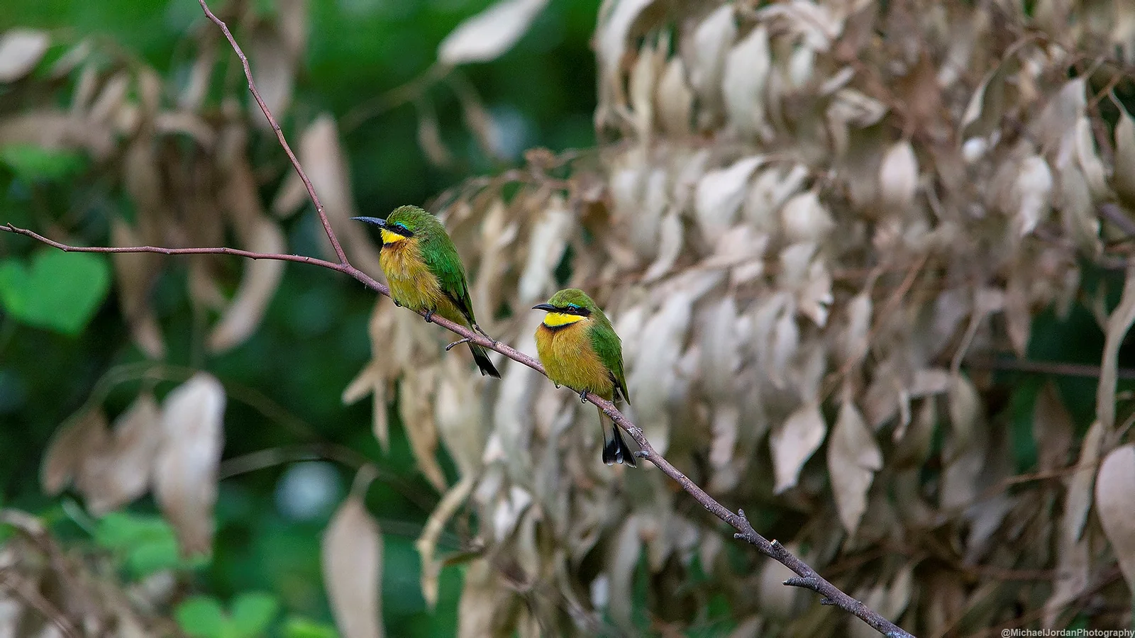 Little bee-eater, Umbogavango Nature Reserve