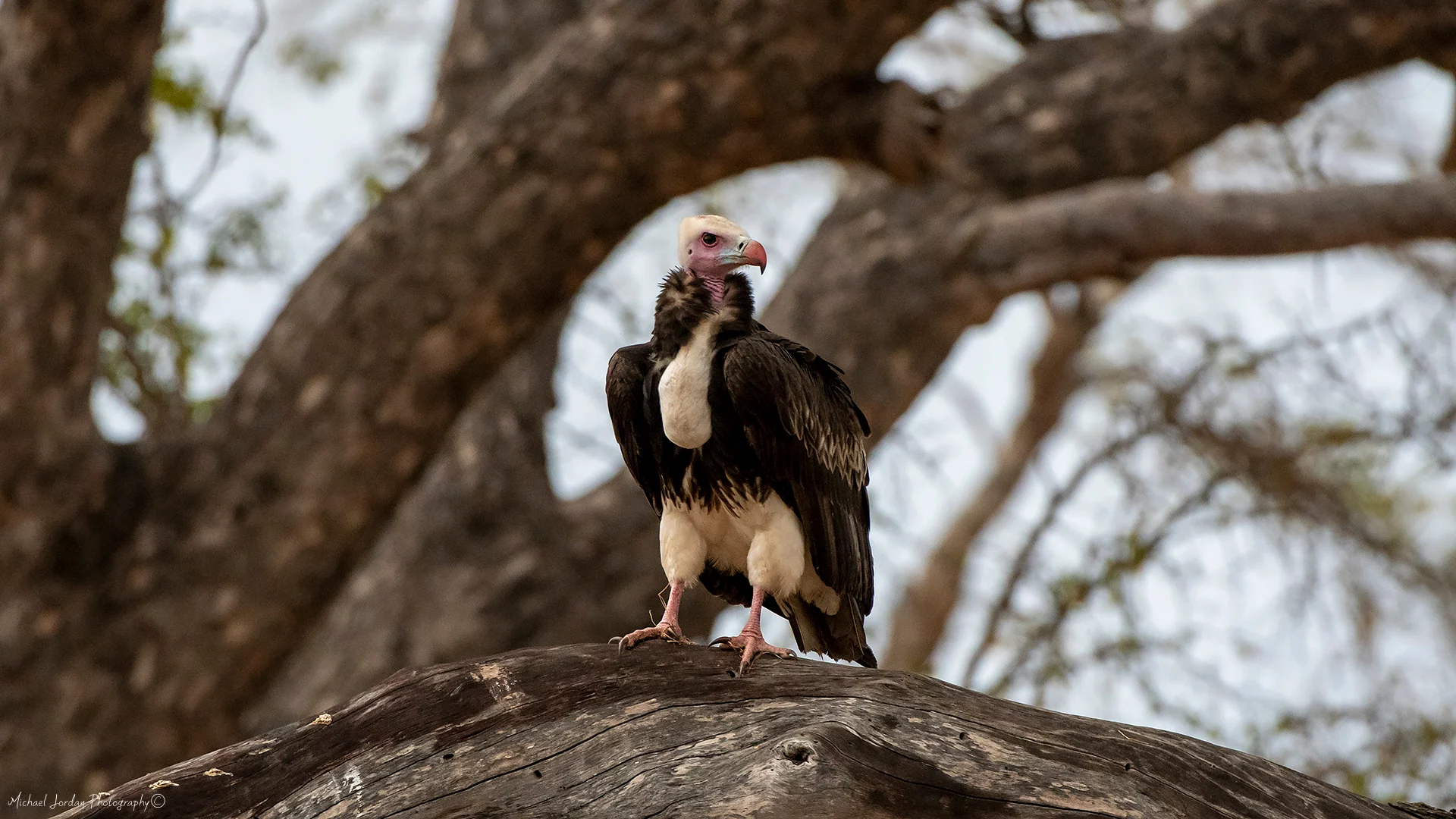 Lappet-faced vulture