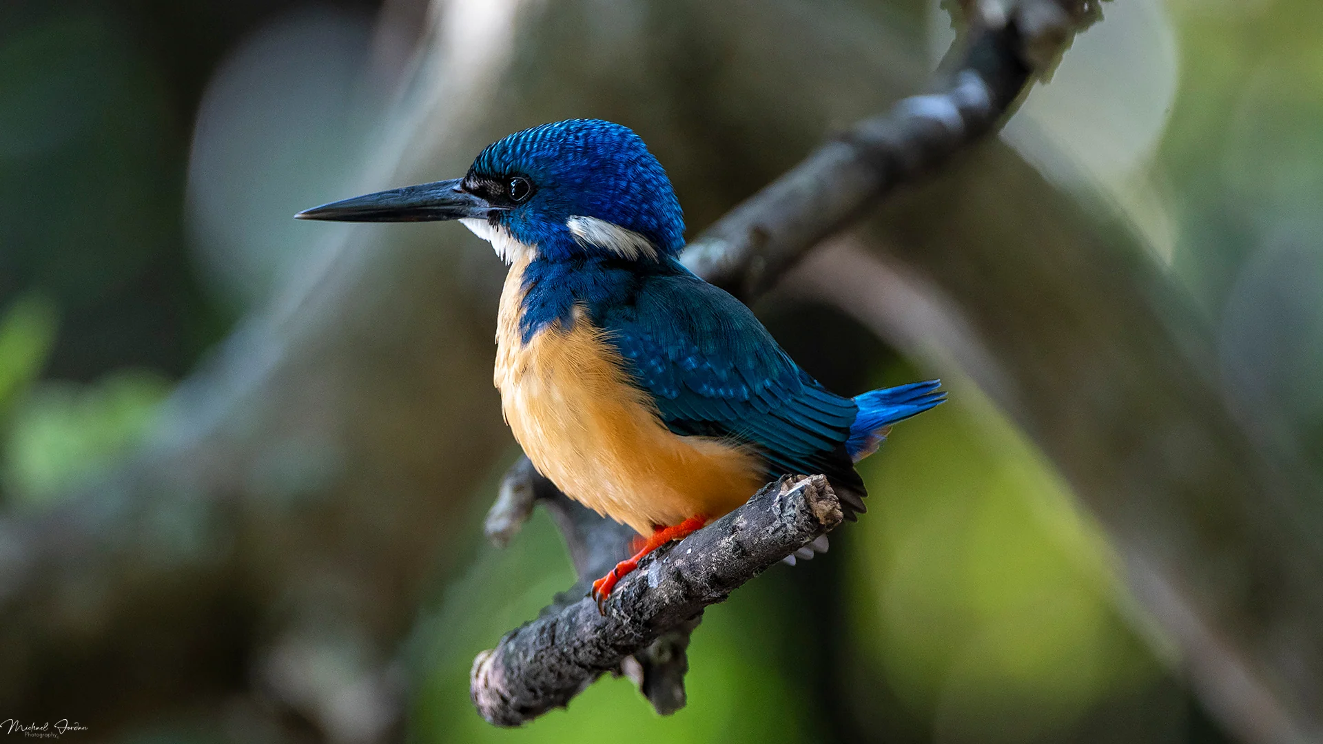 Half-collared kingfisher