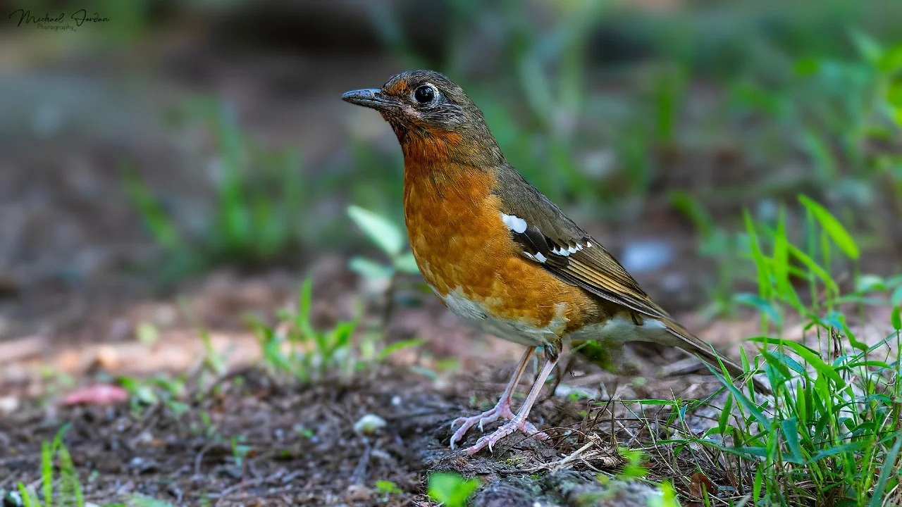 Orange Ground Thrush, Benvie Gardens