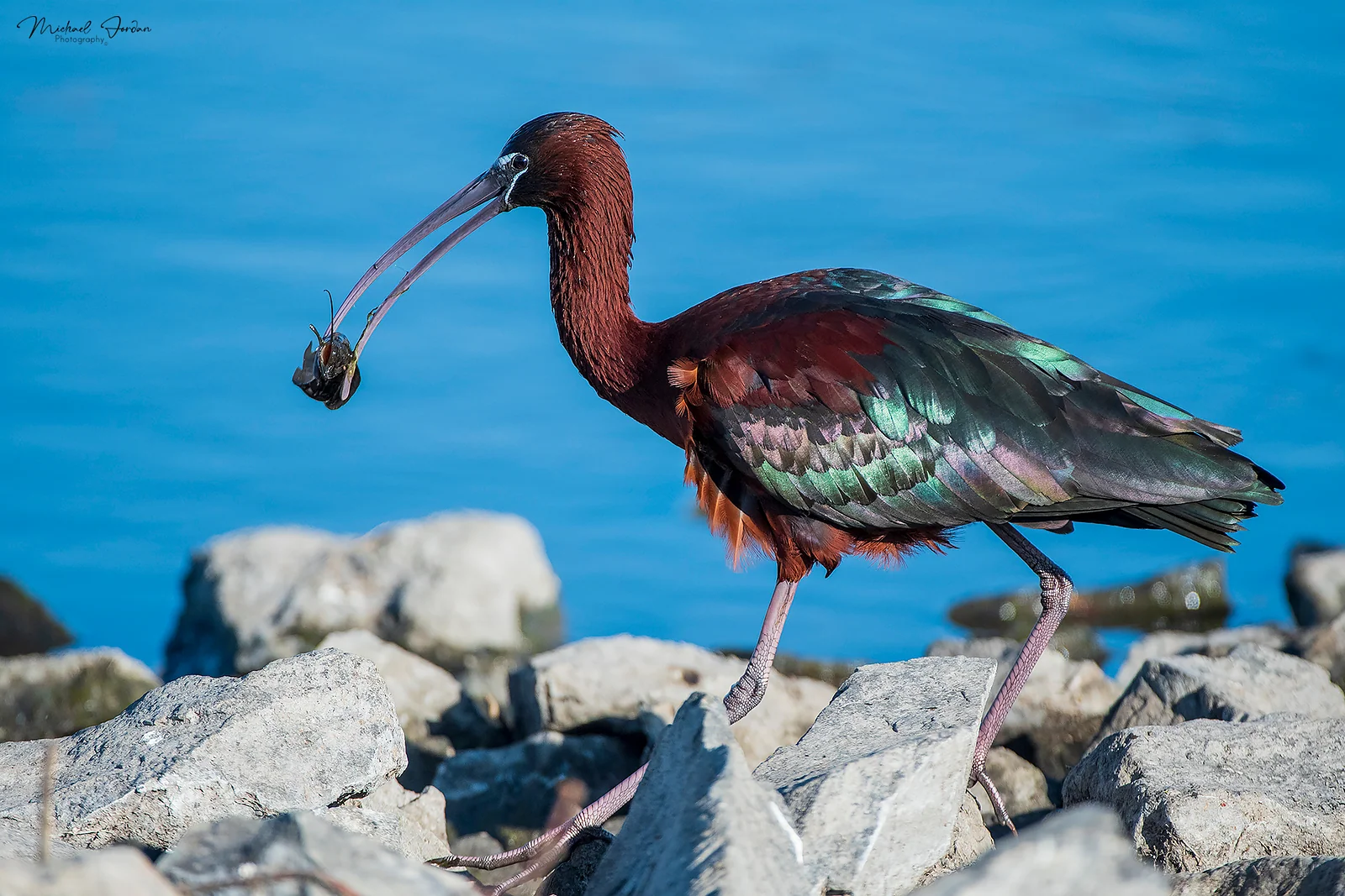 Glossy ibis, Marrivale Bird Sanctuary