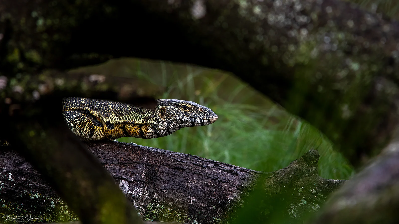Nile Monitor, Cumberland Nature Reserve