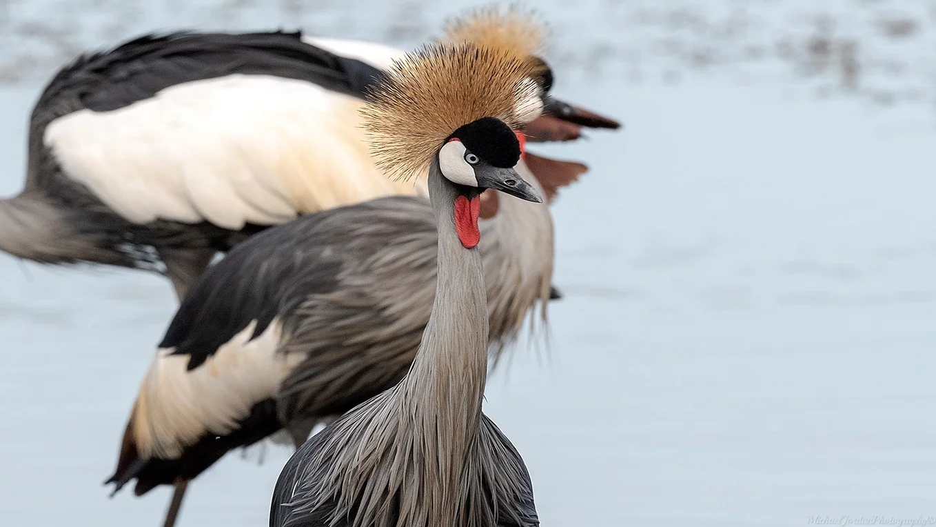 Grey crowned crane, Umbogavango Nature Reserve