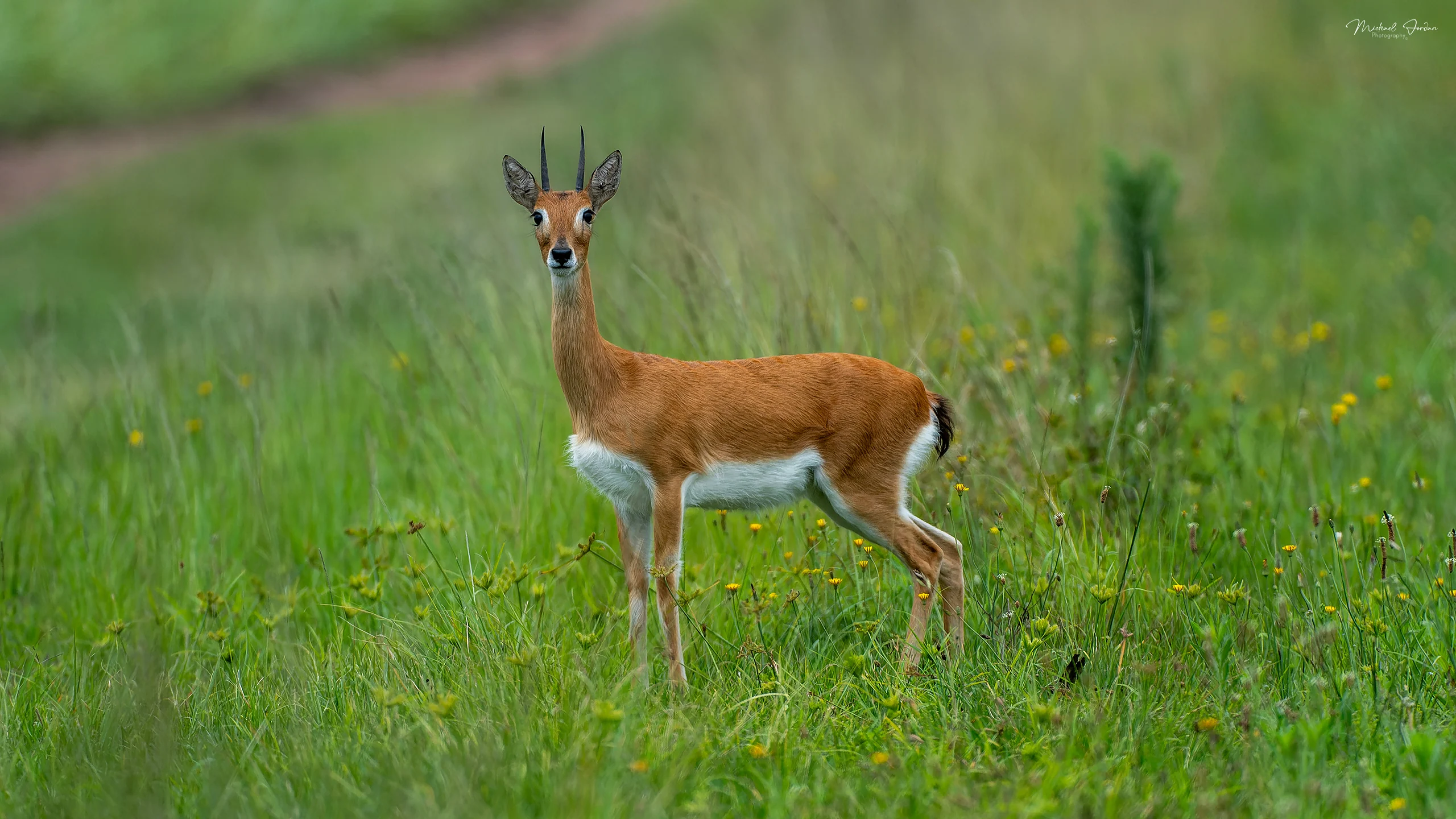 Oribi