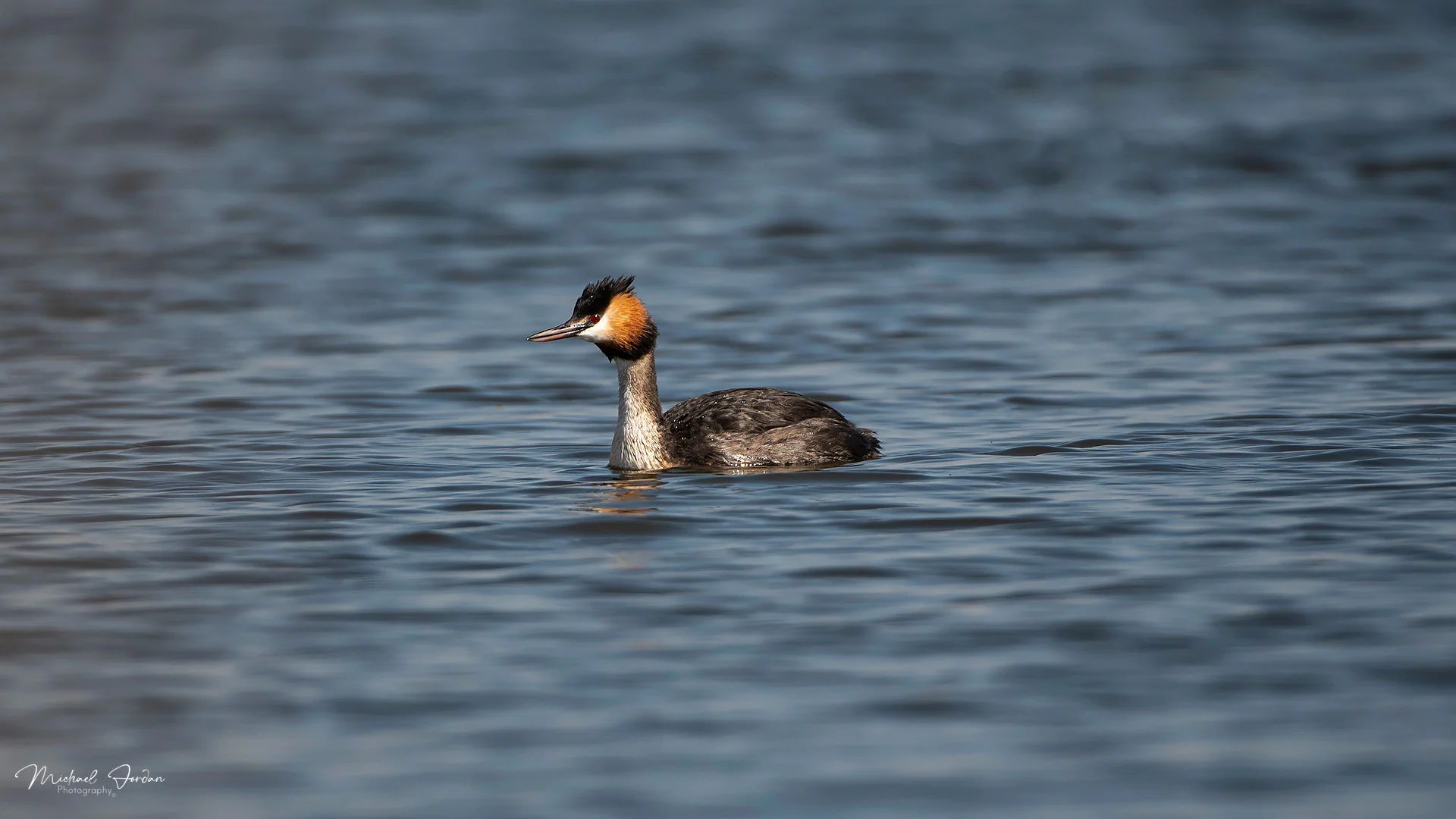 Great Crested Grebe (Podiceps cristatus), Marrivale Bird Sanctuary, by Michael Jordan