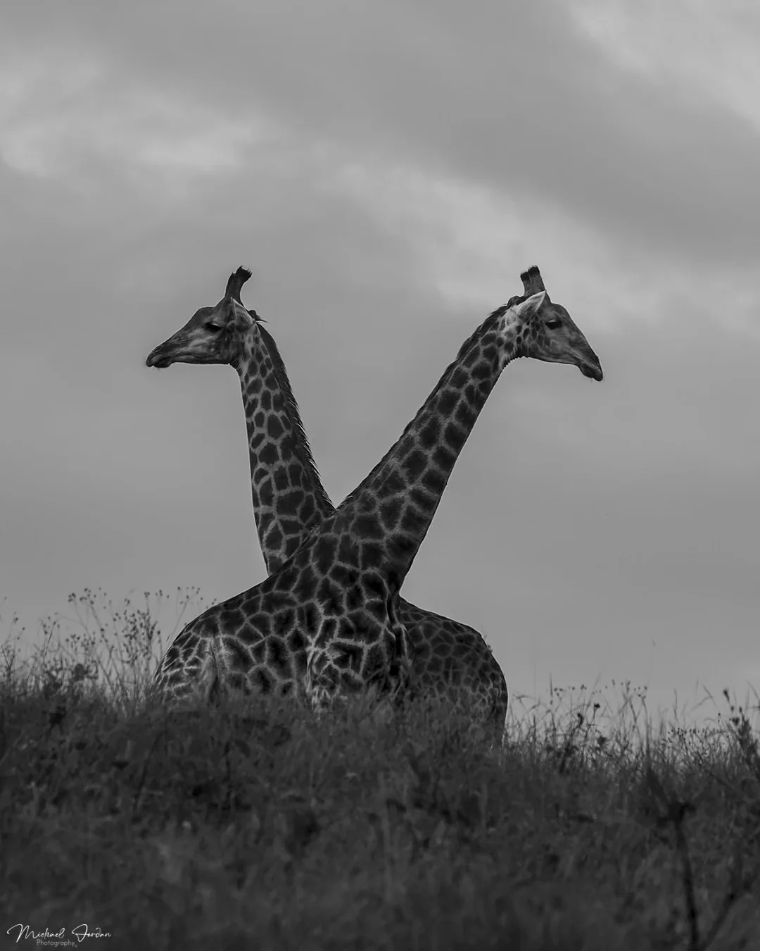 Giraffe (Giraffa camelopardalis)