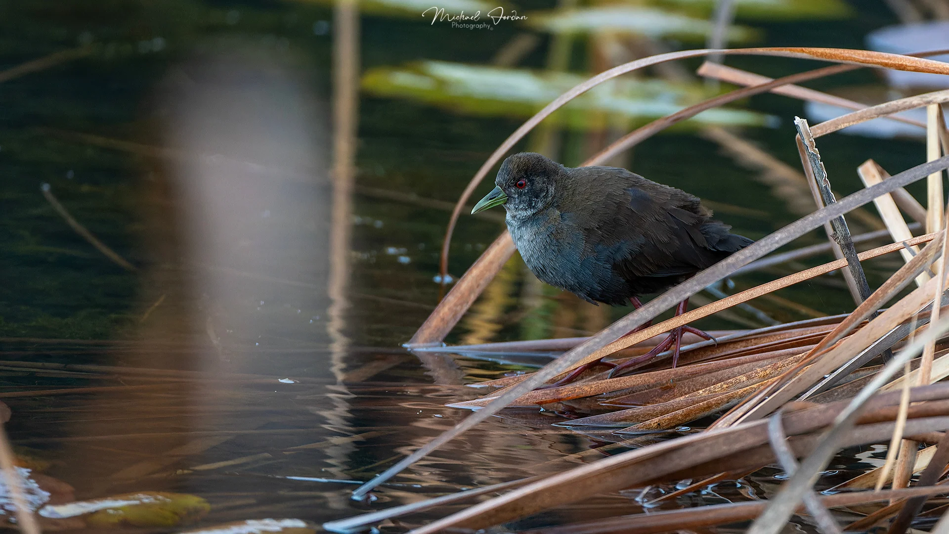 Black Crake