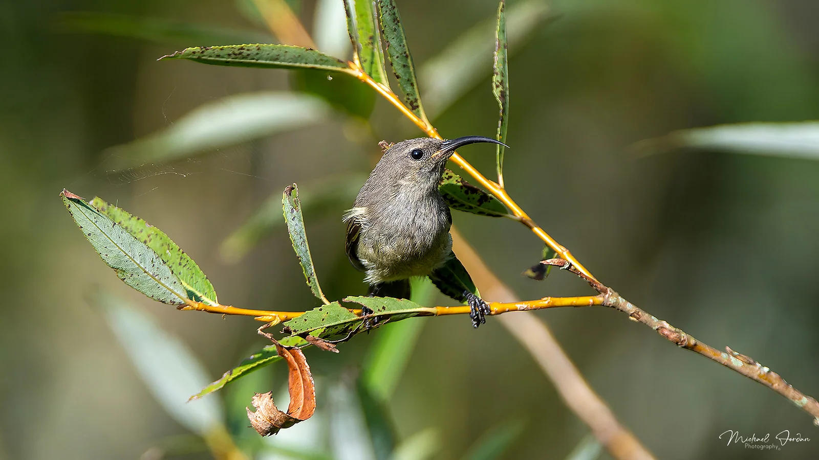 Southern double-collared sunbird (Cinnyris chalybeus), Nottingham Road