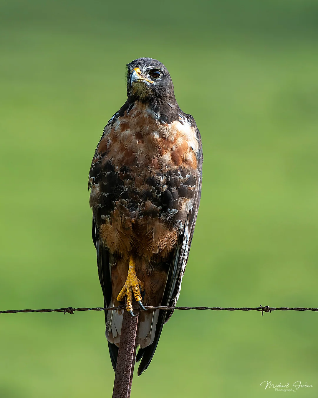 Jackal Buzzard (Buteo rufofuscus), Kamberg Valley