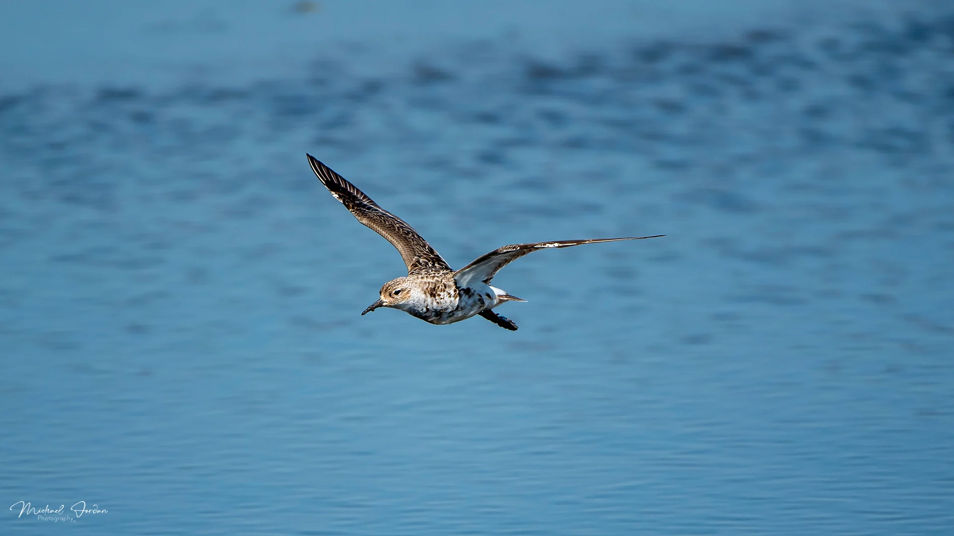 Ruff (Philomachus pugnax), Marrivale Bird Sanctuary, by Michael Jordan