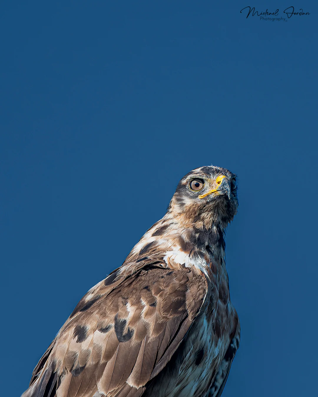 Jackal buzzard (Buteo rufofuscus), Benvie Gardens, by Michael Jordan
