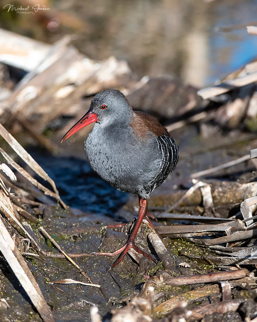 Africa rail (Rallus caerulescens), Marrivale Bird Sanctuary, by Michael Jordan