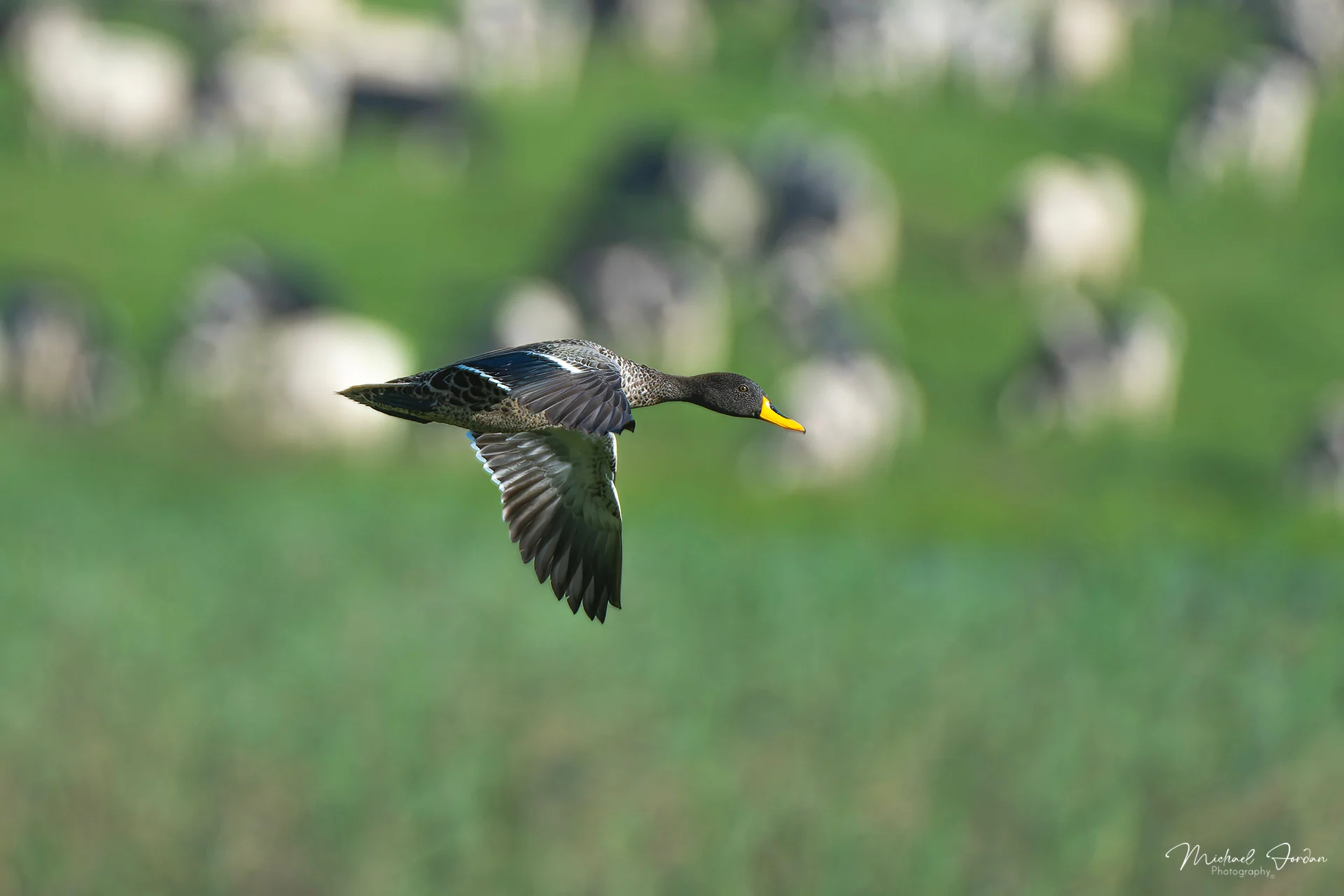 Yellow-billed duck (Anas undulata), Kamberg Valley, by Michael Jordan