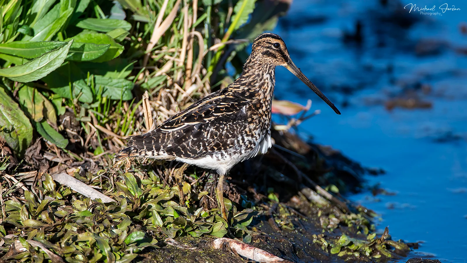 Africa Snipe (Gallinago nigripennis), Marrivale Bird Sanctuary