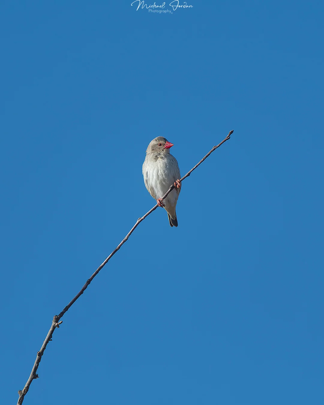 Red-billed Quelea (Quelea quelea), Nottingham Road