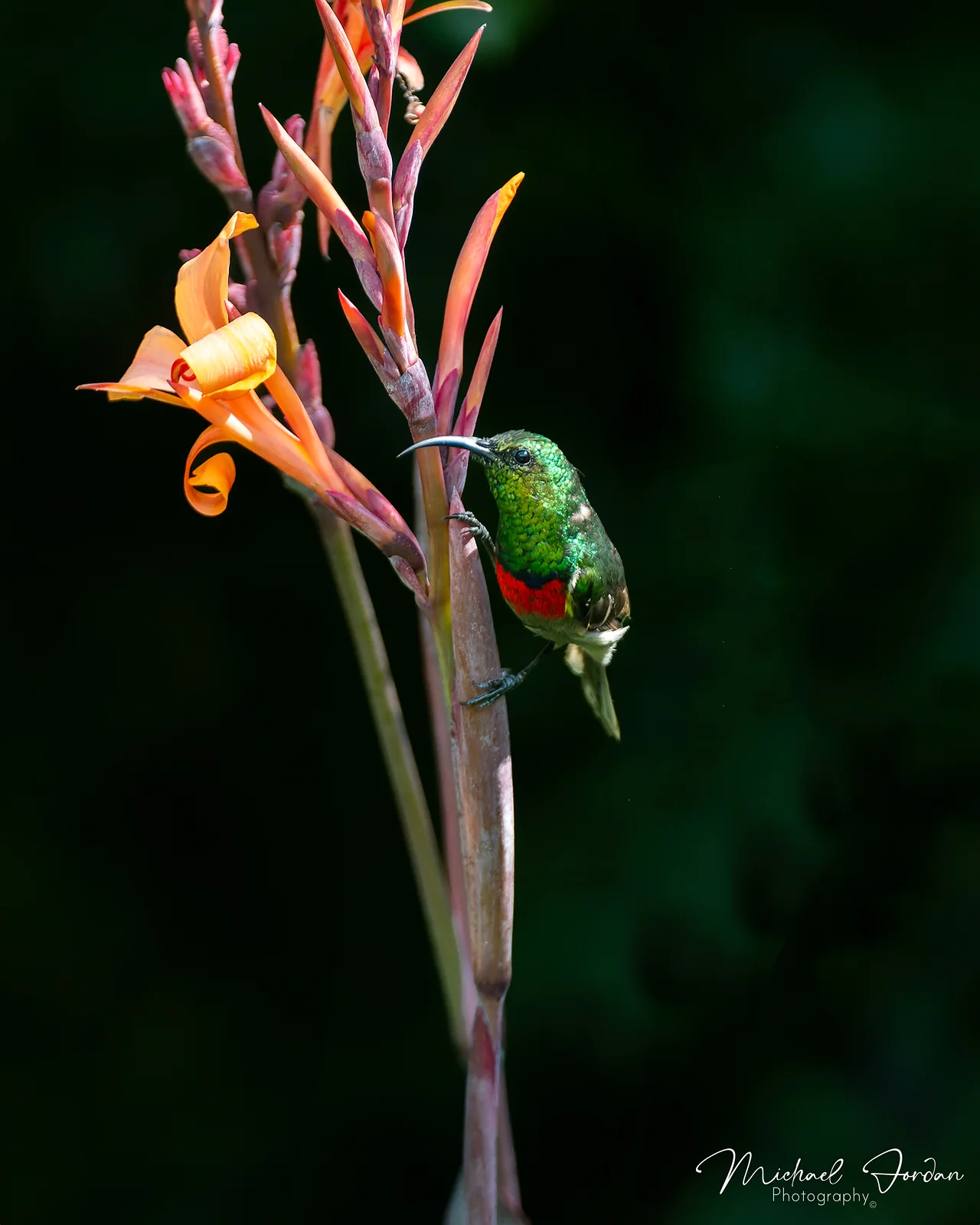 Southern double-collared sunbird (Cinnyris chalybeus), Nottingham Road