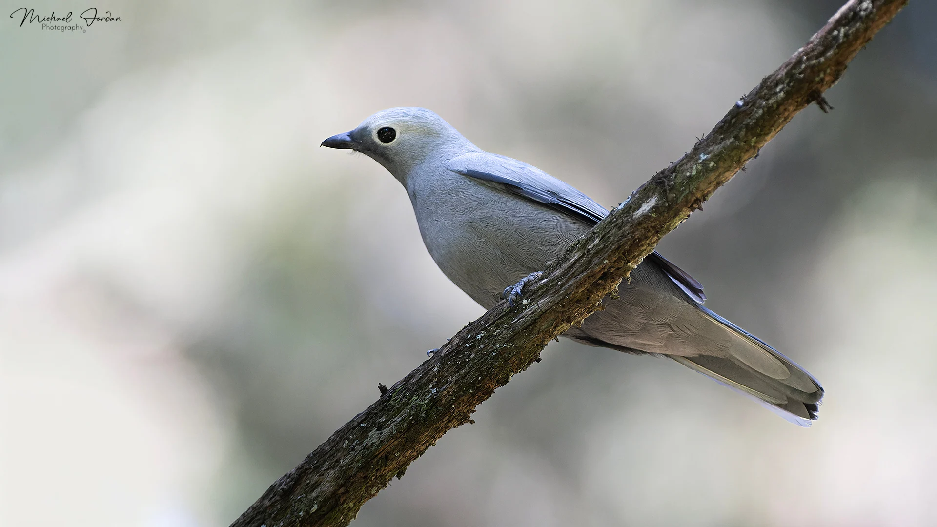 Grey cuckooshrike (Coracina caesia), Benvie Gardens, by Michael Jordan
