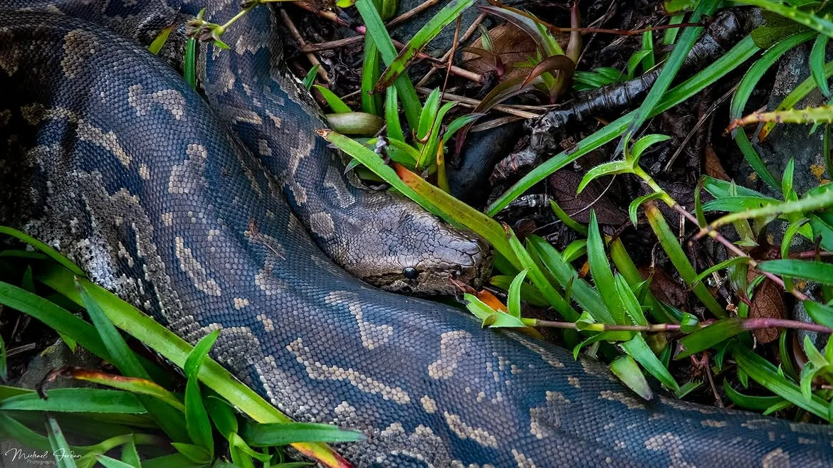 Southern African Python (Python natalensis), by Michael Jordan