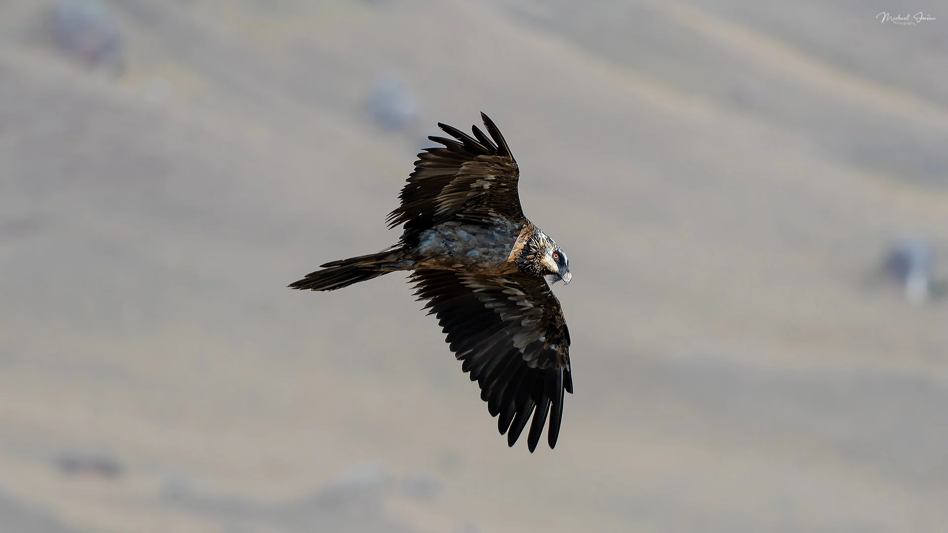 Bearded Vulture (Gypaetus barbatus), Giants Castle Reserve, by Michael Jordan