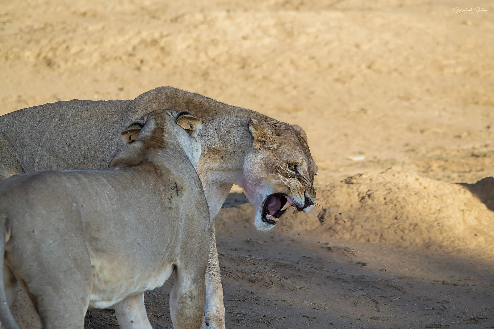African Lion (Panthera leo), Kgalagadi Transfrontier Park