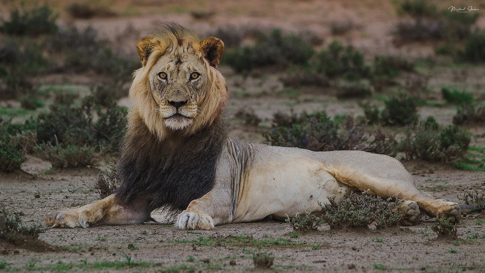African Lion (Panthera leo), Kgalagadi Transfrontier Park