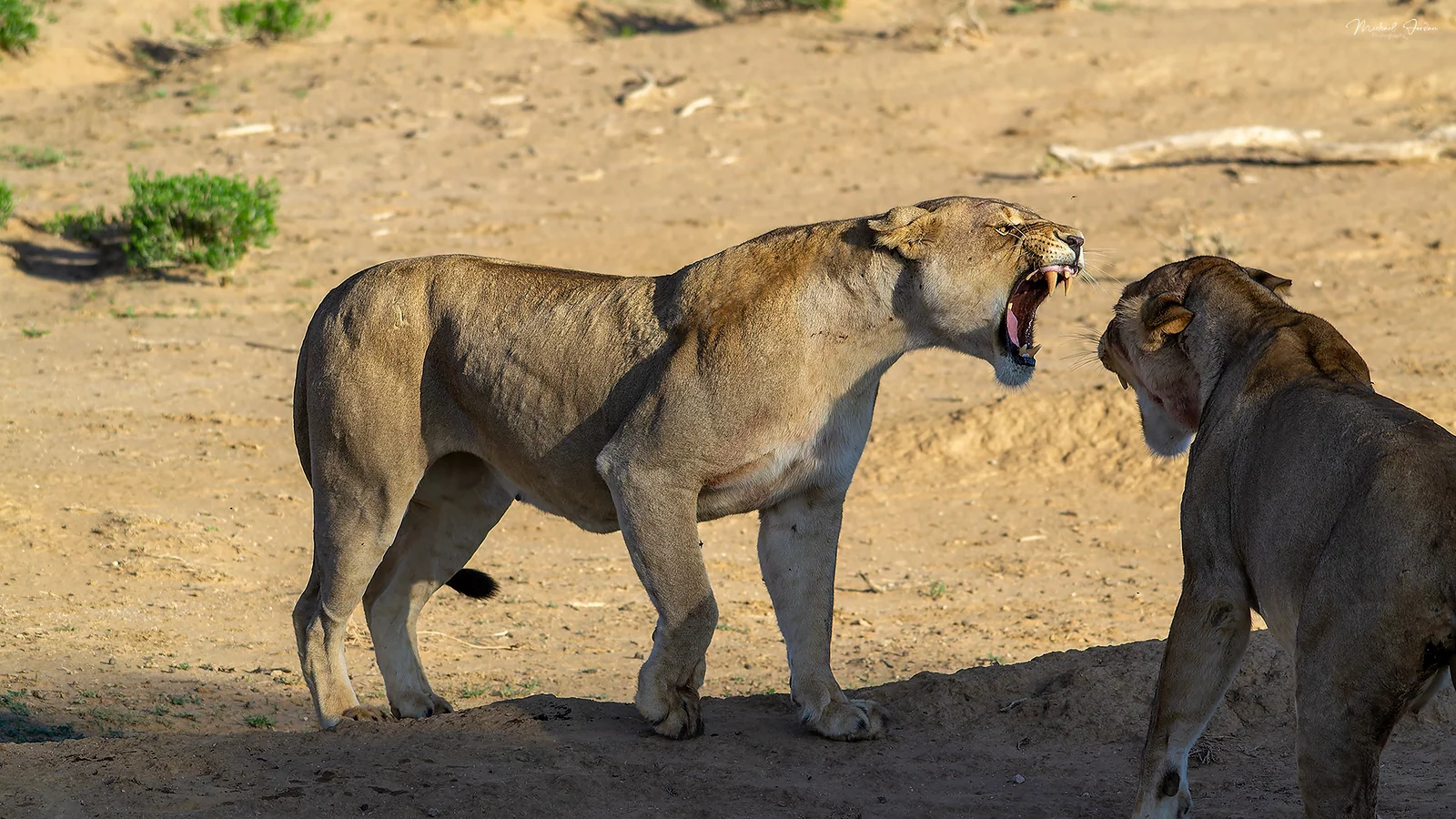 African Lion (Panthera leo), Kgalagadi Transfrontier Park