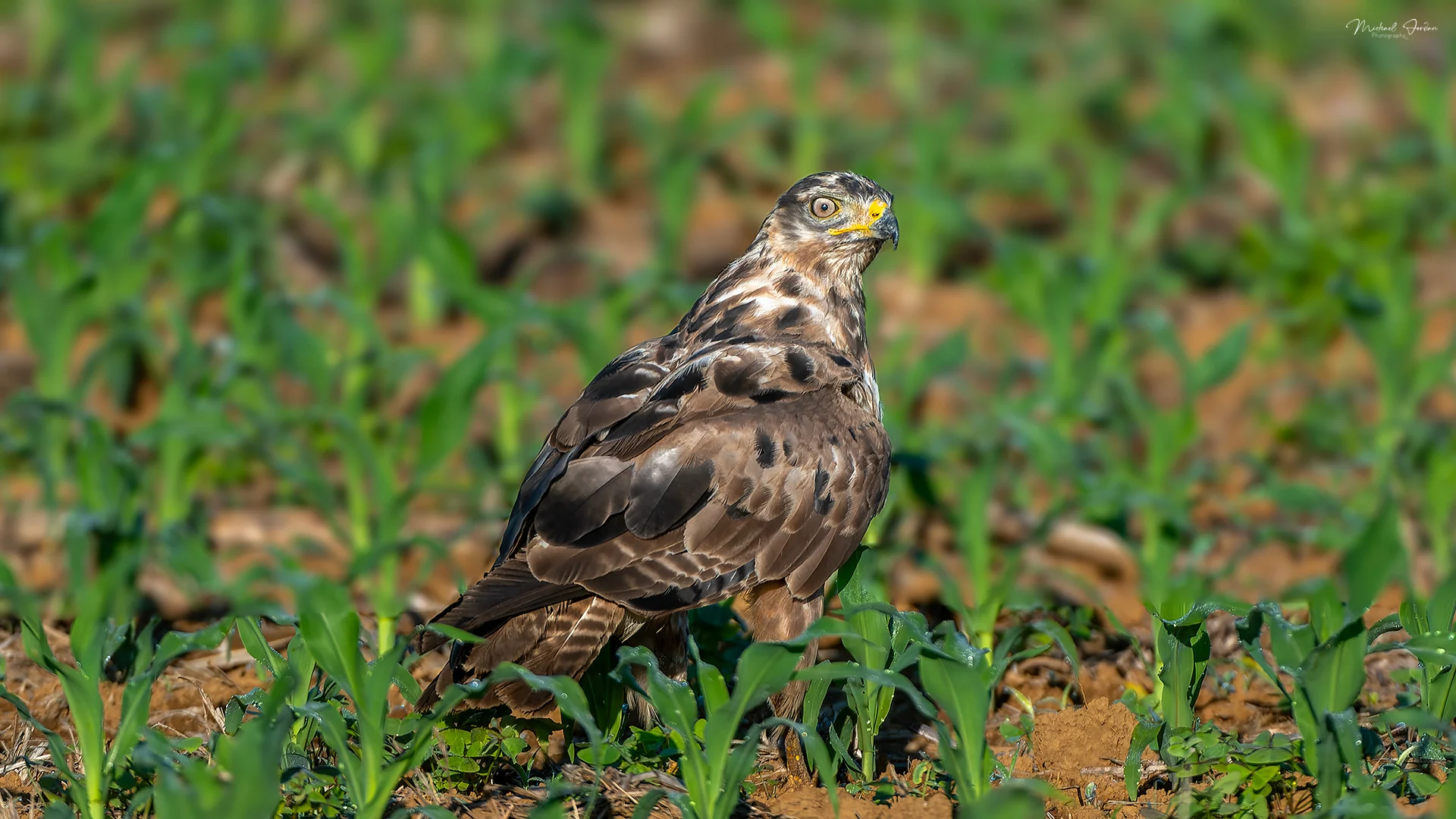 Jackal Buzzard