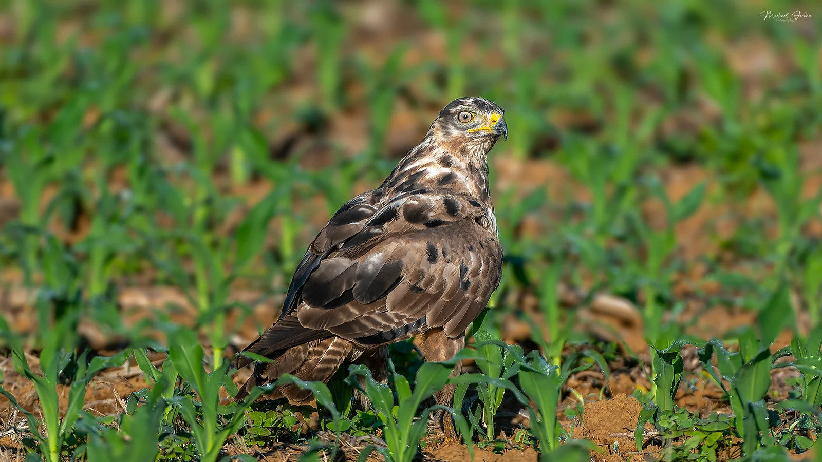 Jackal Buzzard (Buteo rufofuscus), Benvie Gardens