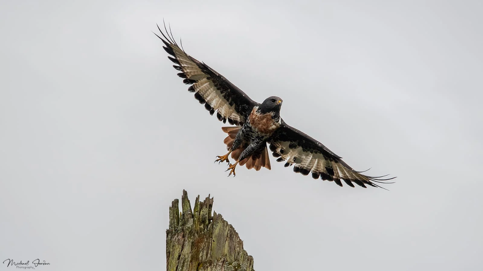 Jackal Buzzard