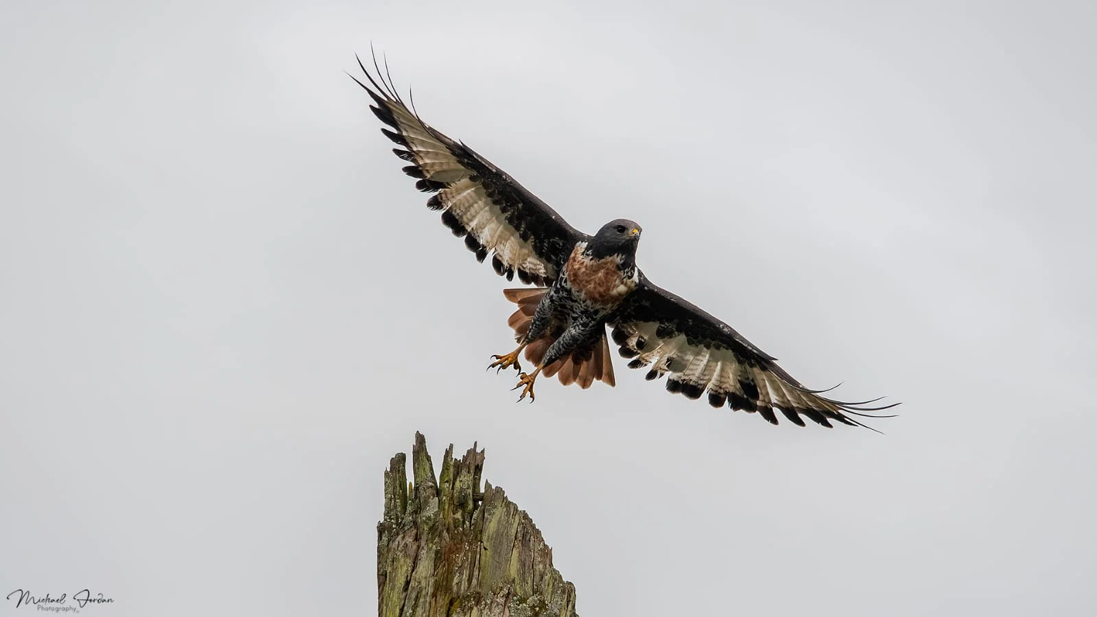 Jackal Buzzard (Buteo rufofuscus), Cumberland Nature Reserve